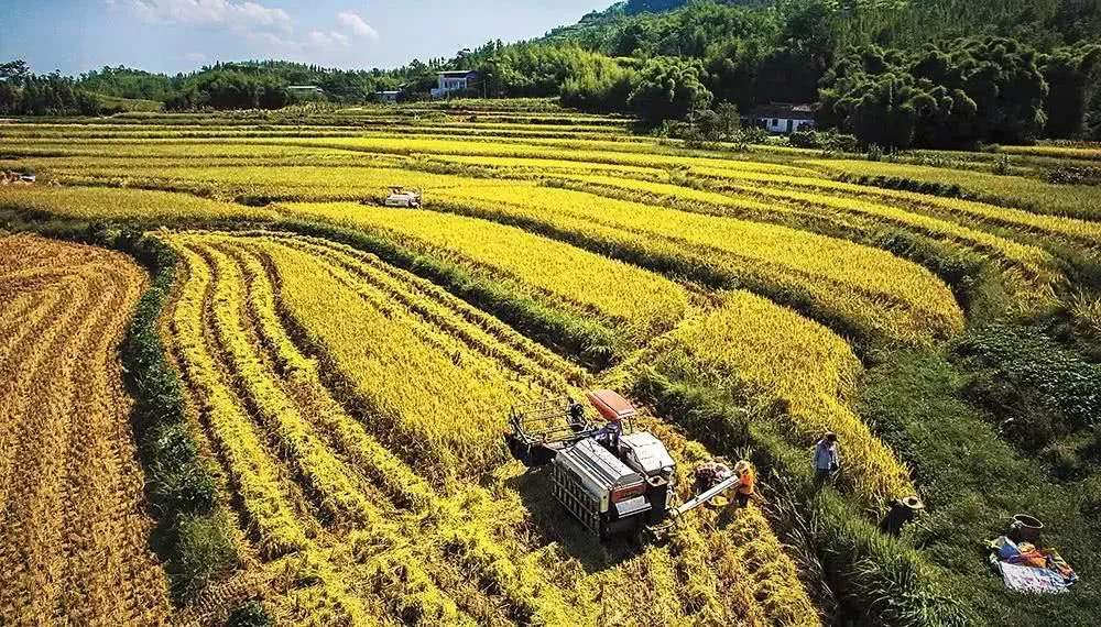 农资王台账